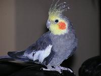 Charlie