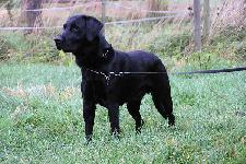Charlie