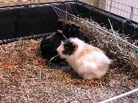 Hermine und Nico